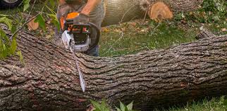 Best Hazardous Tree Removal  in Gladstone, MI