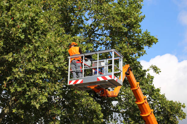 Gladstone, MI  Tree Services Company